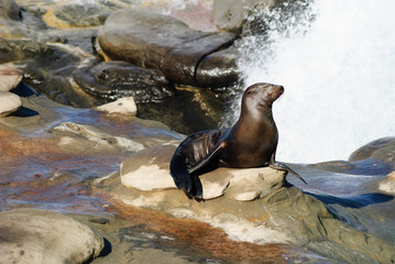 Sea Lion Shower