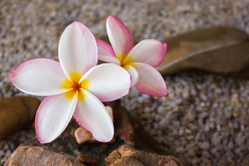 Naklejka na ściany i meble Touching nature with relaxing and peaceful with flower plumeria or frangipani decorated on water and pebble rock in zen style for spa meditation mood