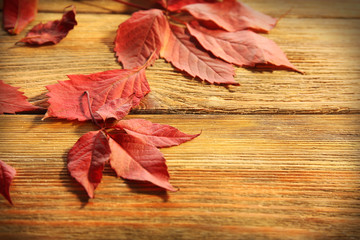 Naklejka na ściany i meble Red autumn leaves on wooden table, close-up
