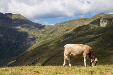 Swiss cow