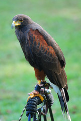 Obraz premium New York City Medieval Festival