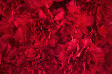 Bouquet of red flowers carnation for use as nature background. - 95910504