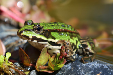 Frosch am Teisch