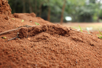 Ants nest