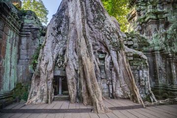 Banyan trees growing on buildings of Ta Prohm  temple - 95911185