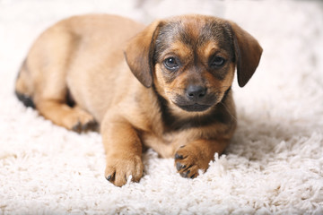 Cute puppy on carpet at home