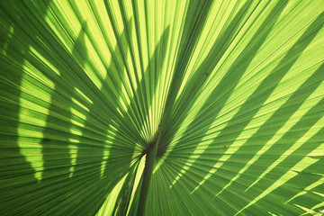 Palms leaves with shadow