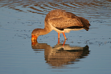 Yellow-billed stork