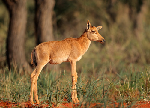 Tsessebe antelope calf