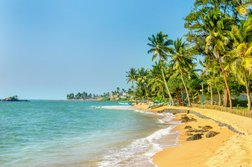 Exotic Caribbean beach full of palm trees - 95913119