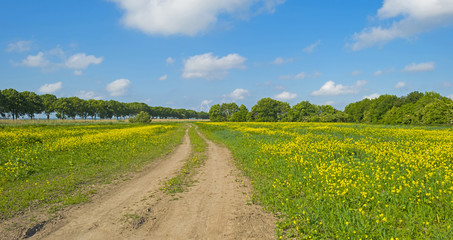 Fototapeta na wymiar Yellow wild flowers growing on a sunny field in spring 