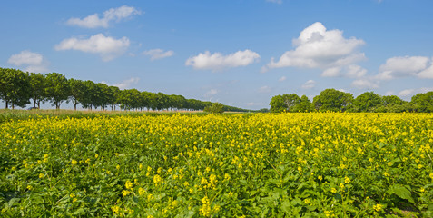 Yellow wild flowers growing on a sunny field in spring
