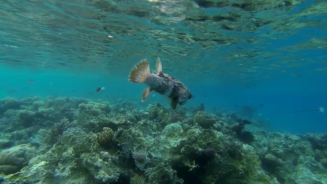  igelfisch ansicht nah
