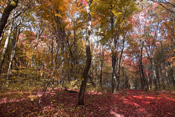 Fall October-November forest landscape with sun-rays through the fog.