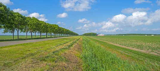 Fototapeta na wymiar Vegetables growing on a field in spring