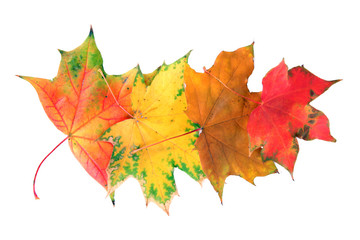 Obraz premium Autumn maple leaves, isolated on white