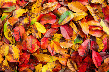 Colorful Autumn foliage background. Very sharp and detailed