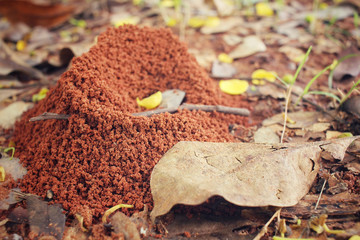 Ants nest