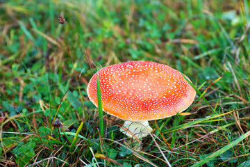 Toadstool growing in the forest