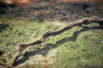 Shadow of tree branches