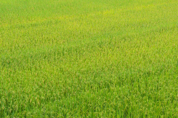 Naklejka na ściany i meble Close up natural green rice field in nan thailand