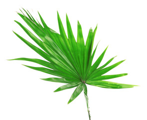 Naklejka na ściany i meble Palm leaf (Livistona Rotundifolia palm), isolated on white
