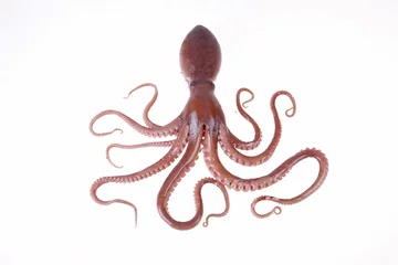 Fotobehang Octopus © zhengzaishanchu