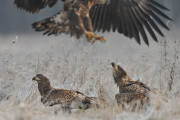 White-tailed Eagle