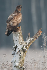 White-tailed Eagle