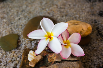 Obraz na płótnie Canvas Touching nature with relaxing and peaceful with flower plumeria or frangipani decorated on water and pebble rock in zen style for spa meditation mood