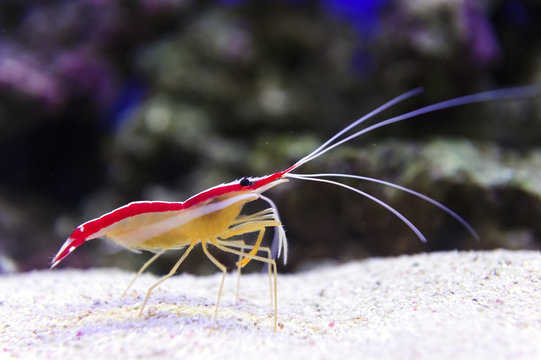 Shrimp standing on small pebbles of sea bottom, diving, prawn with stones and coral reef on background, underwater wildlife, Lysmata grabhami
