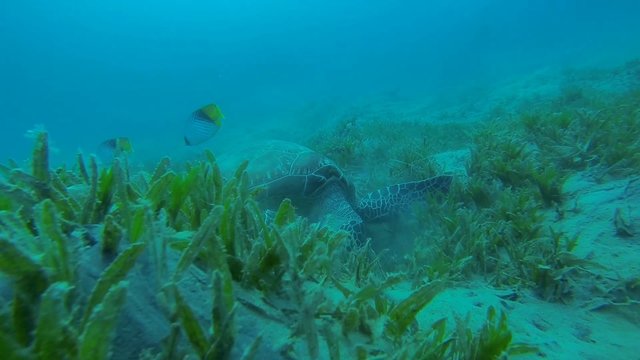 karettschildkroete frisst seegras am meeresgrund

