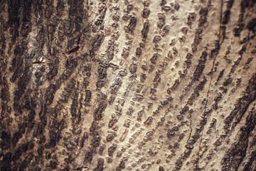 Tree bark texture