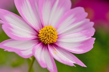 Obraz premium コスモス