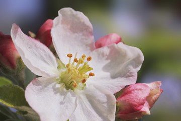 Apfelblüte Makro, im Frühling