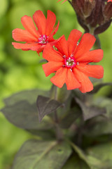 マツモトセンノウの花