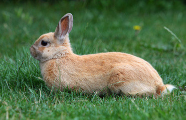 Rabbit