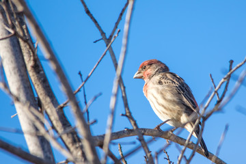 The House Finch Perching on the Tree Branch