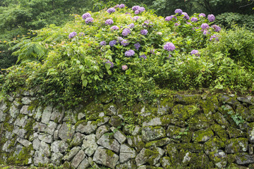 紫のアジサイの花と石垣