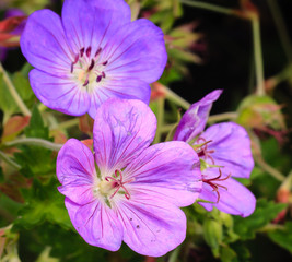 Obraz premium Flowers long flax (Linum perenne)