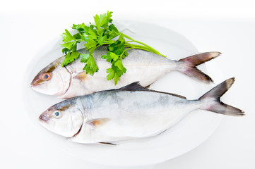 Couple of amberjack fresh fishes on white plate