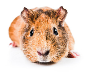 guinea pig