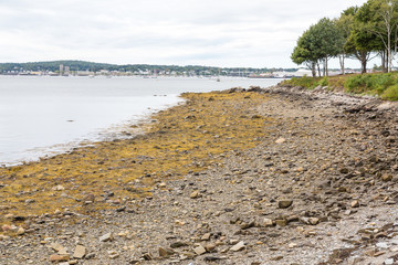 Algae at Low Tide