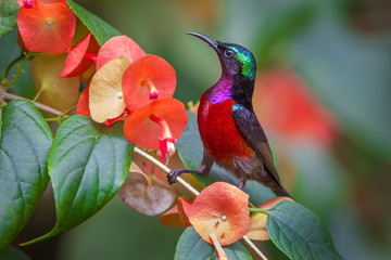 Side close up of Van Hasselt's sunbird (Leptocoma brasiliana) 