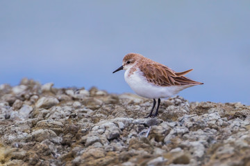  Rufous-necked Stint (Calidris ruficollis)  with blue background in nature
