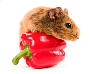 the guinea pig and a red pepper