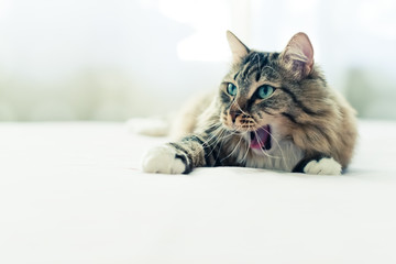 Cat yawning with mouth wide open and shows fangs
