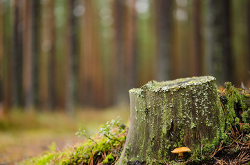 Autumn pine forest - 95918737