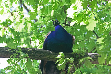 Fototapeta premium Pfau