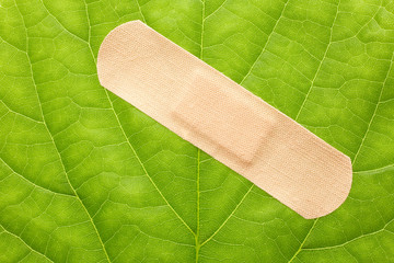 Green leaf with adhesive plaster